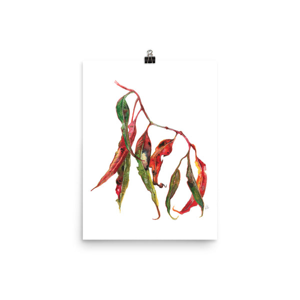 Photo poster - Gum Leaves