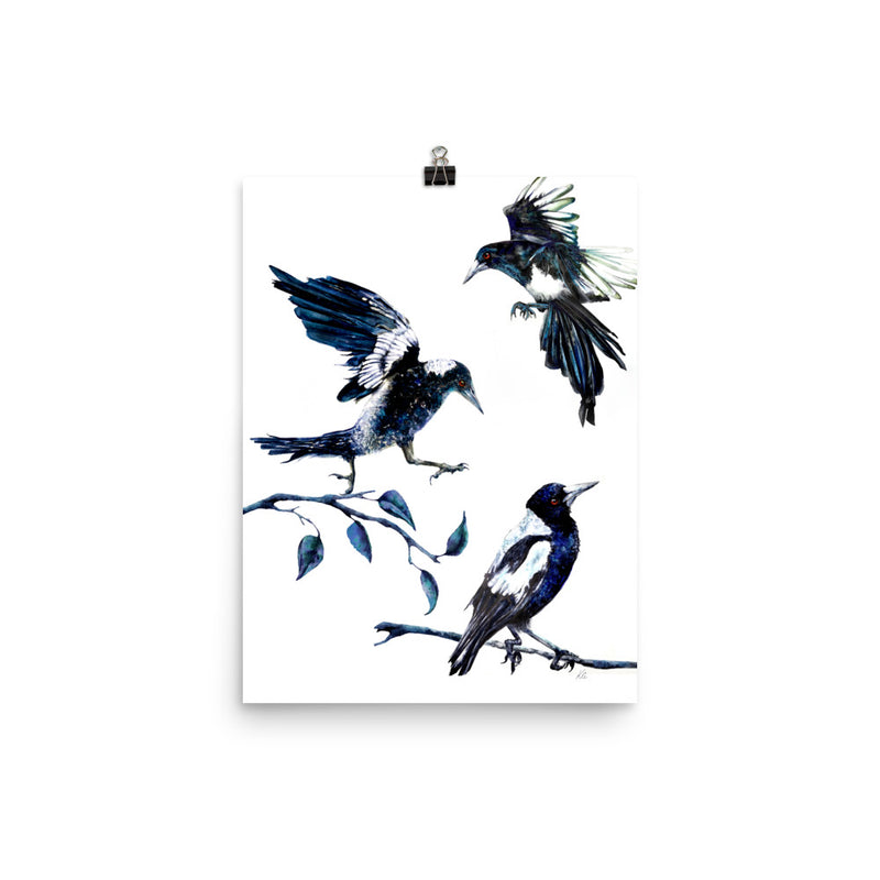 Photo poster - Magpies