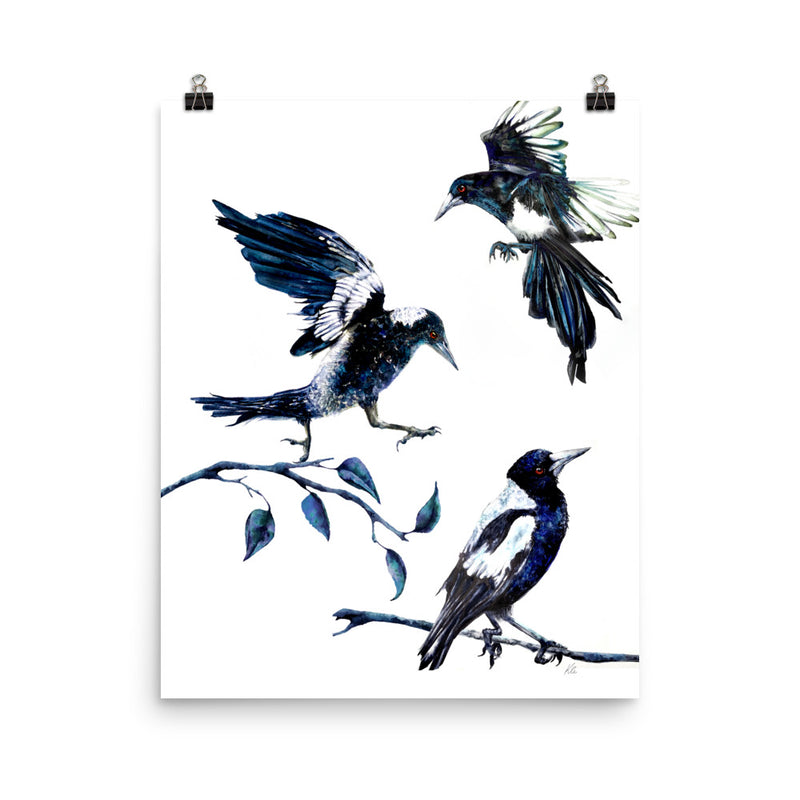 Photo poster - Magpies