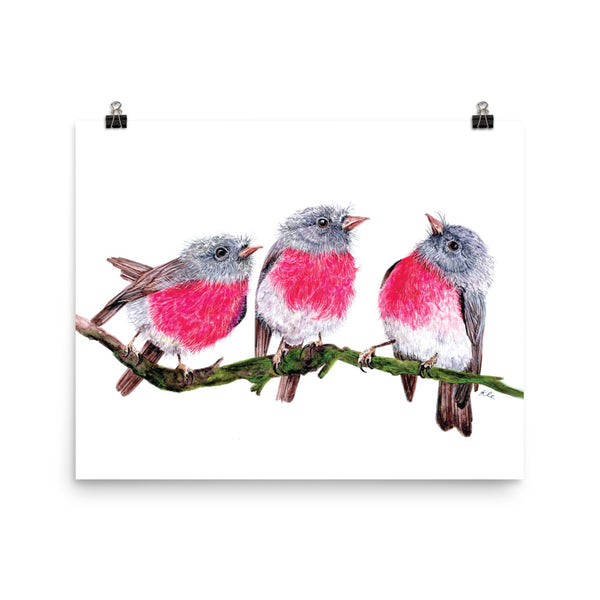 Photo poster - Pink Robins